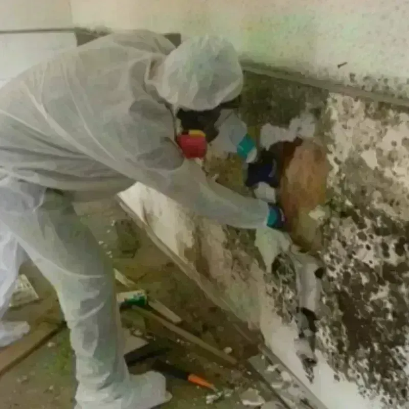 Mold Remediation and Removal in El Cerrito, CA